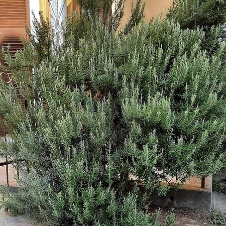 Вілла Il Rosmarino Fresonara  Екстер'єр фото